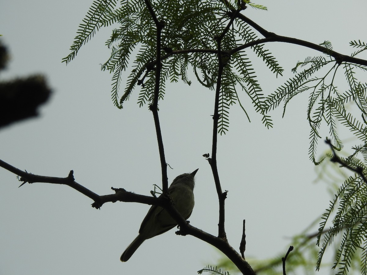 Grauscheitel-Tachurityrann - ML644661882