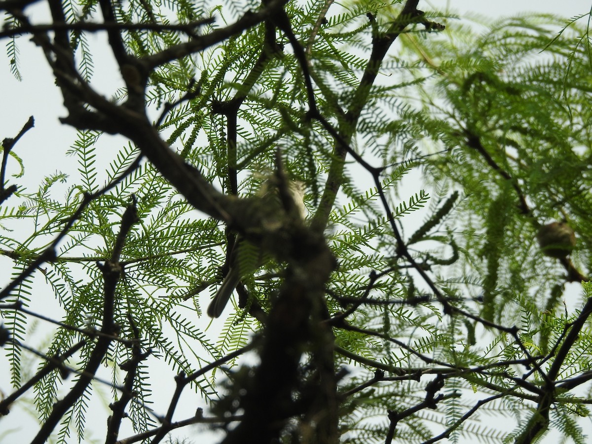 Grauscheitel-Tachurityrann - ML644661883