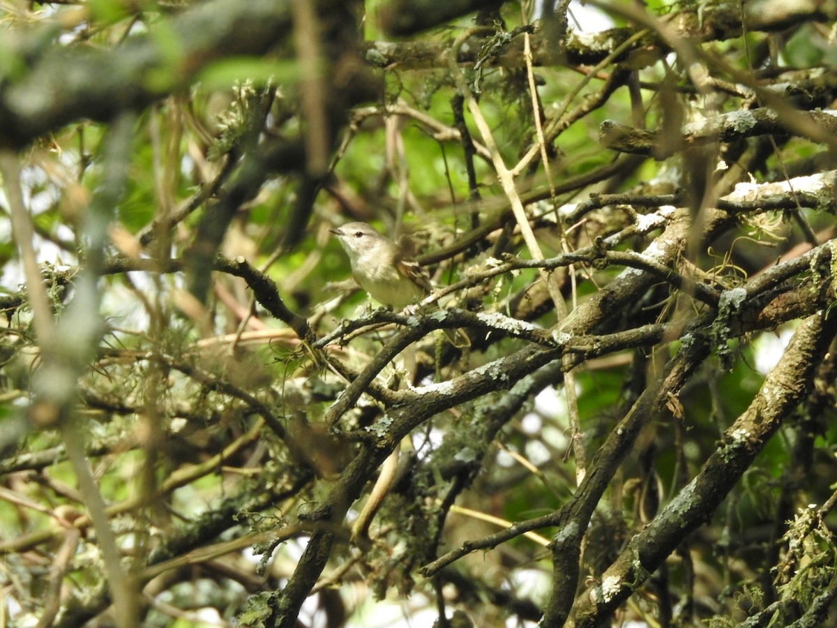 Grauscheitel-Tachurityrann - ML644661884