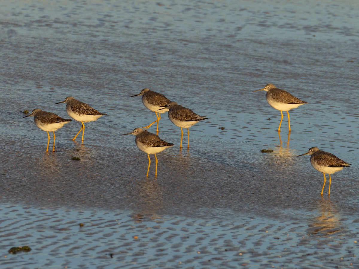 ביצנית עקודה - ML644661910