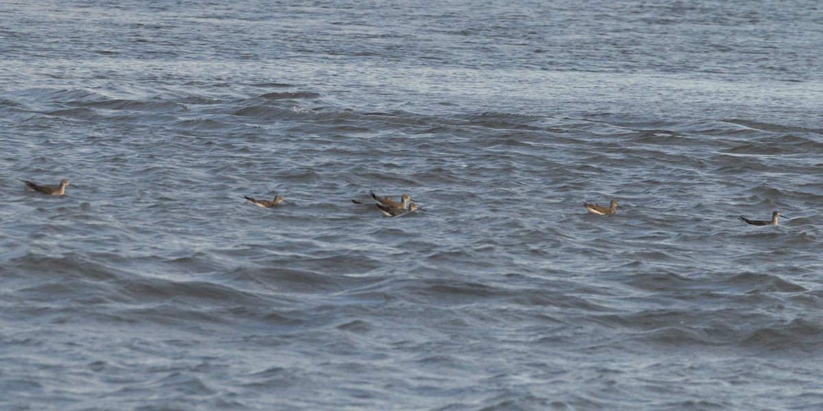 ביצנית עקודה - ML644661911