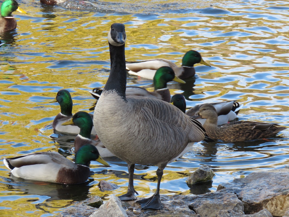 Канад галуу - ML644661922