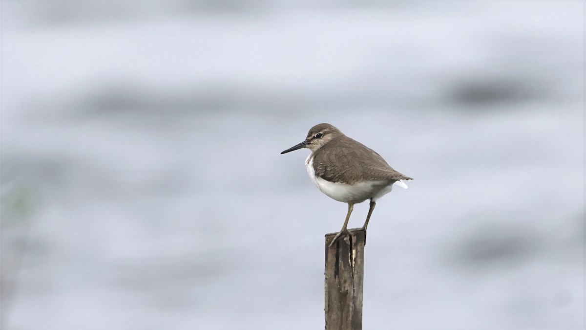 Piro piro piccolo - ML644661943