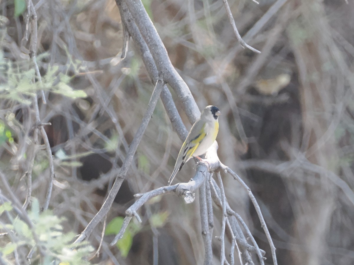 Lawrence's Goldfinch - ML644661947