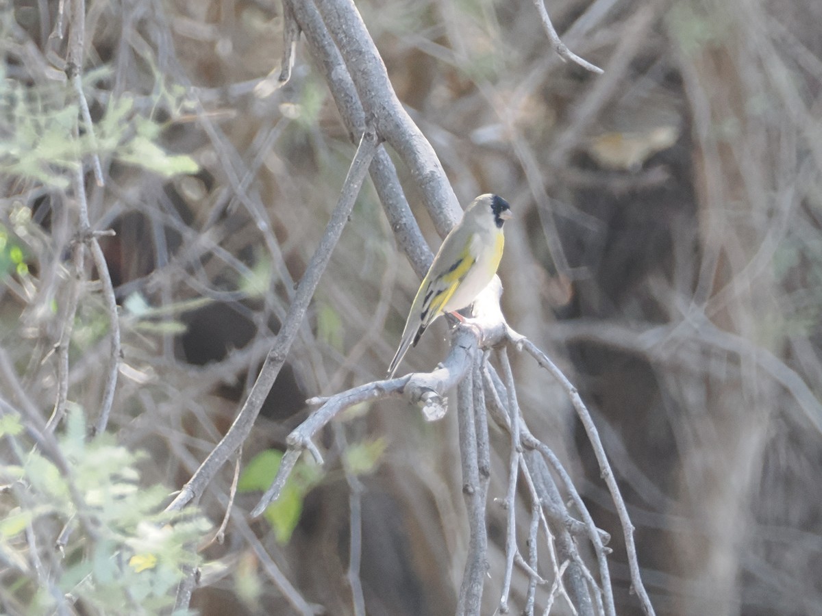 Lawrence's Goldfinch - ML644661948