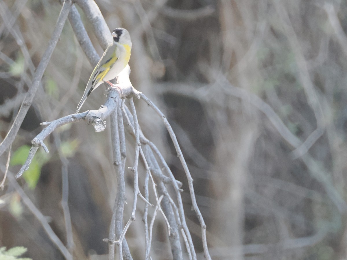 Lawrence's Goldfinch - ML644661949