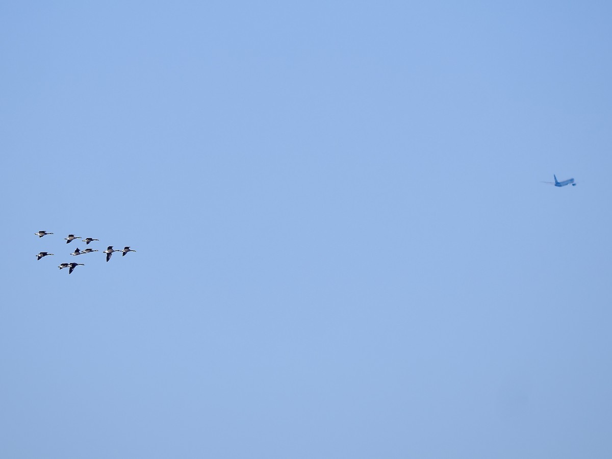 Канад галуу - ML644661952