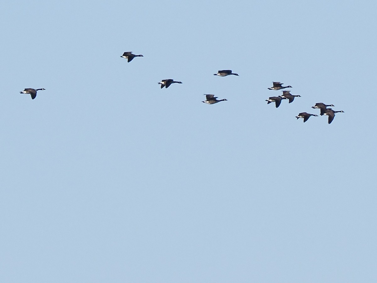 Канад галуу - ML644661953