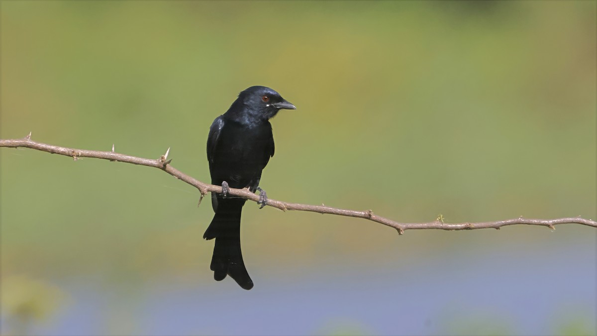 Black Drongo - ML644661956