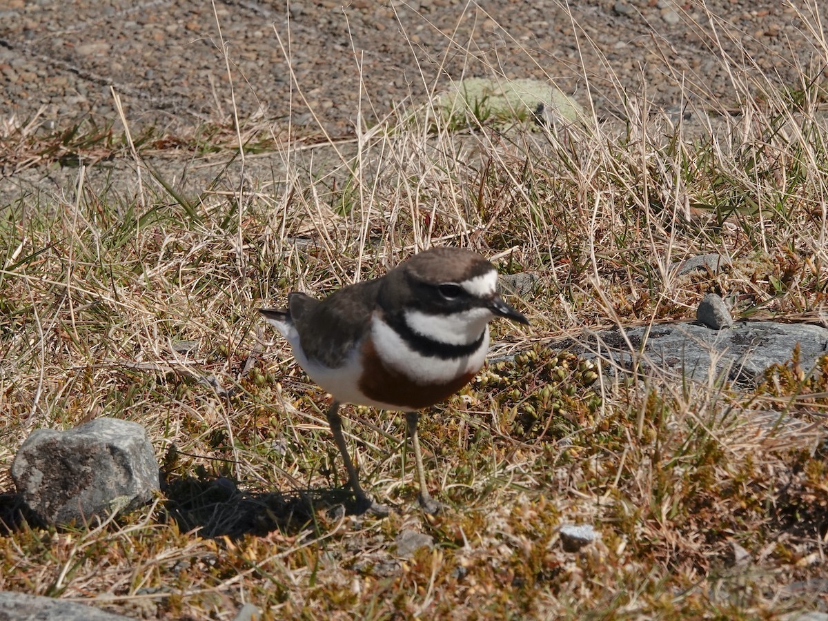 Double-banded Plover - ML644661971