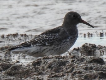 jespák mořský - ML644661973