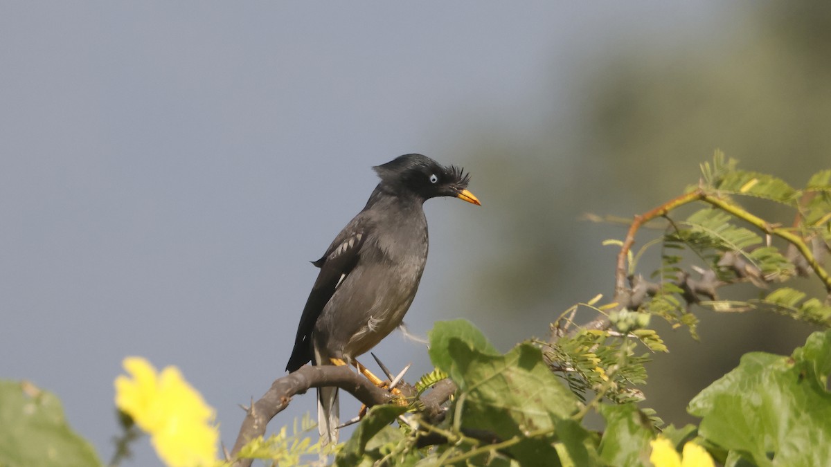Jungle Myna - ML644661976