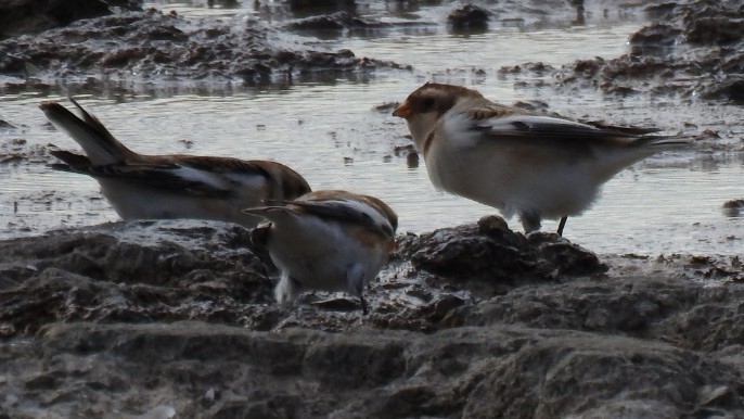 sněhule severní - ML644661979