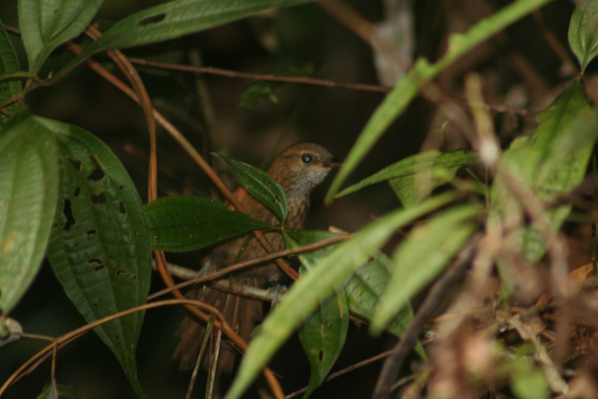 Stripe-breasted Spinetail - ML644661984