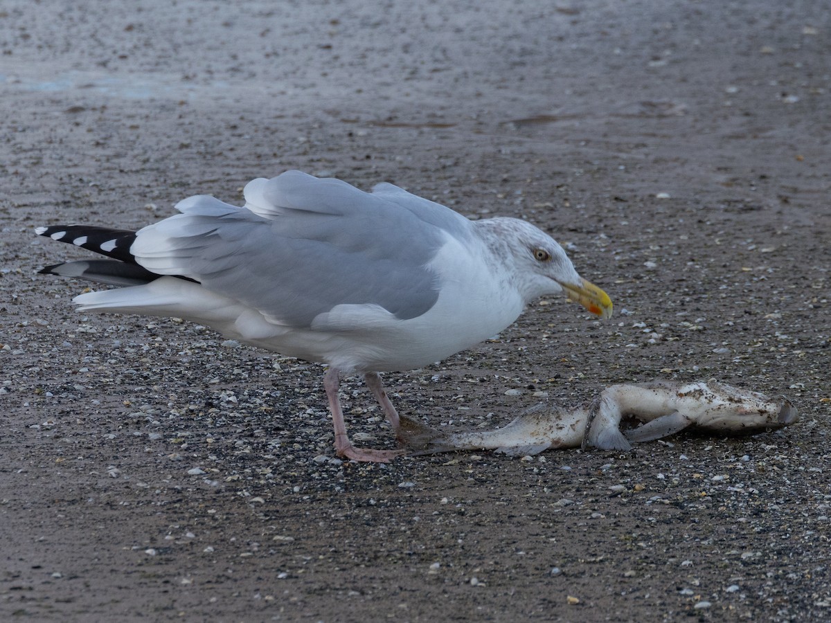 שחף מערבי - ML644661985