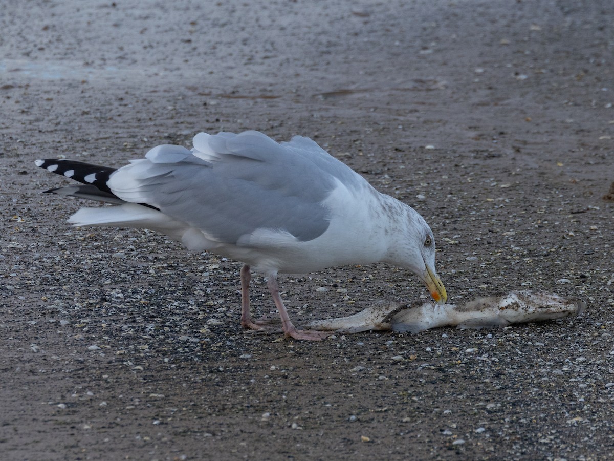 שחף מערבי - ML644661986