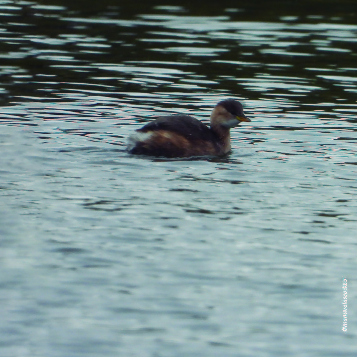 Хурган шунгуур - ML644661987