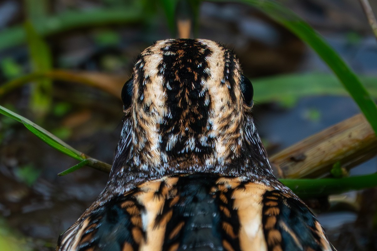 Agachadiza Chica - ML644661998