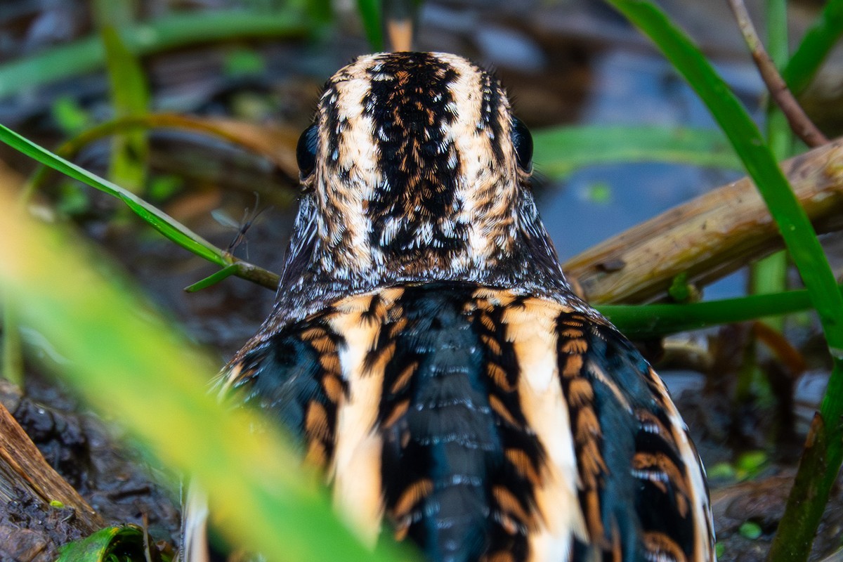 Agachadiza Chica - ML644661999