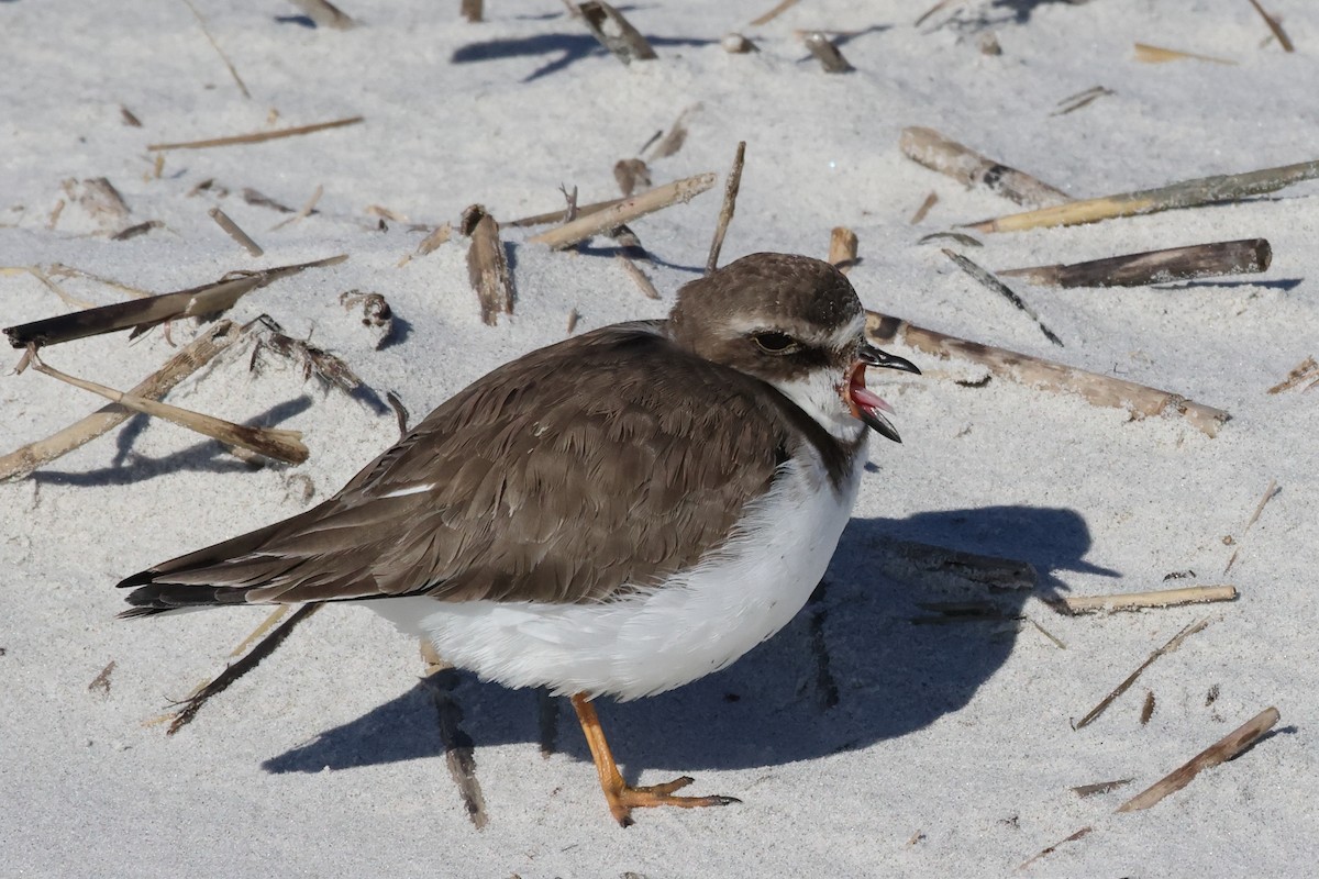 Semipalmated Plover - ML644662000