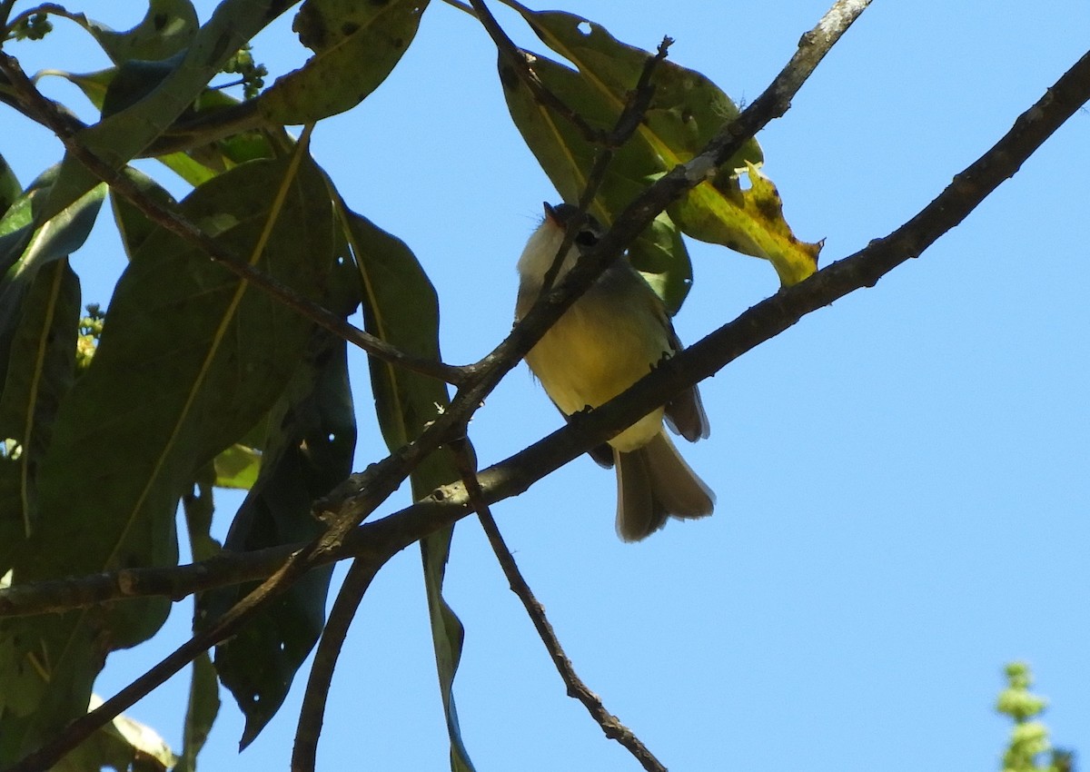 フタスジタイランチョウ - ML644662001