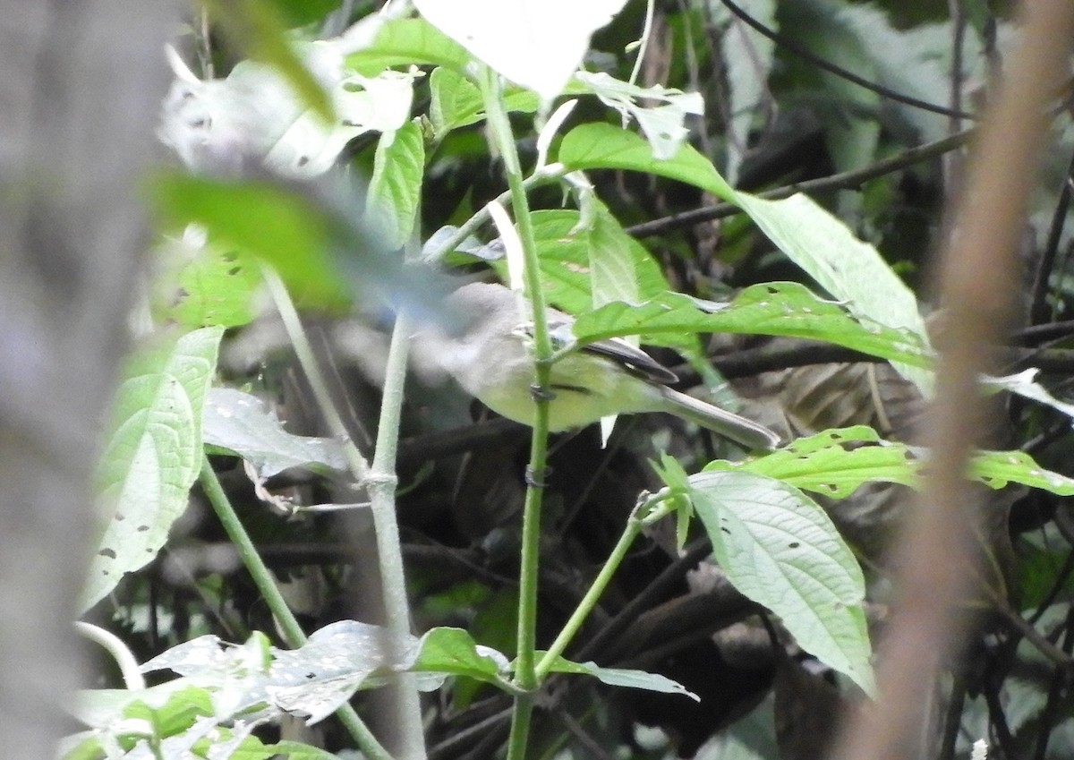 フタスジタイランチョウ - ML644662002