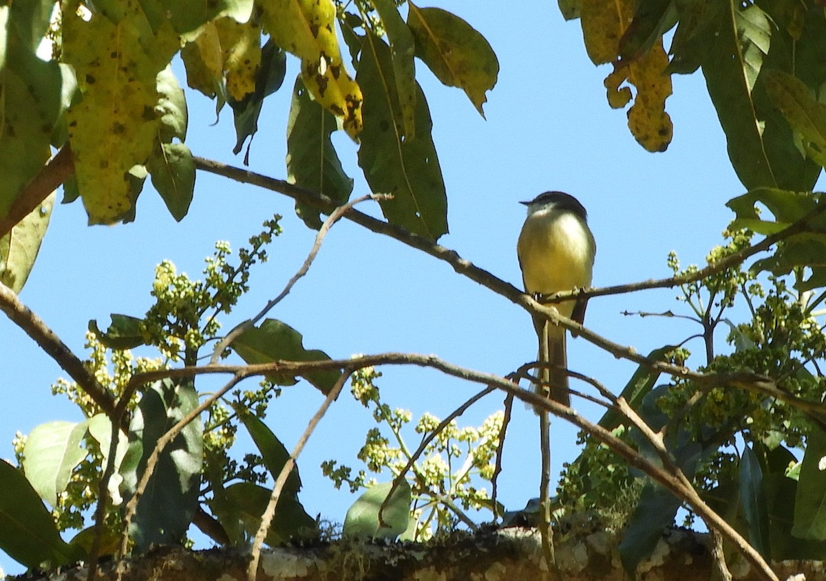 フタスジタイランチョウ - ML644662003