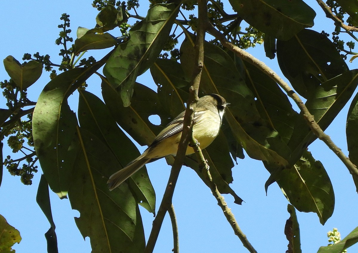 フタスジタイランチョウ - ML644662004