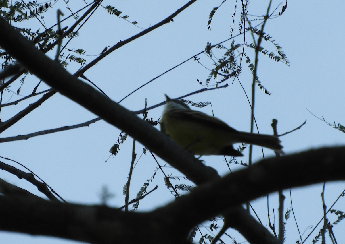 フタスジタイランチョウ - ML644662005