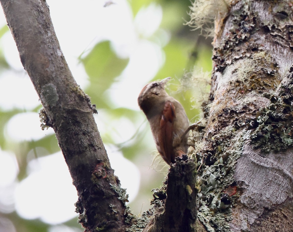 Pallid Spinetail - ML644662007