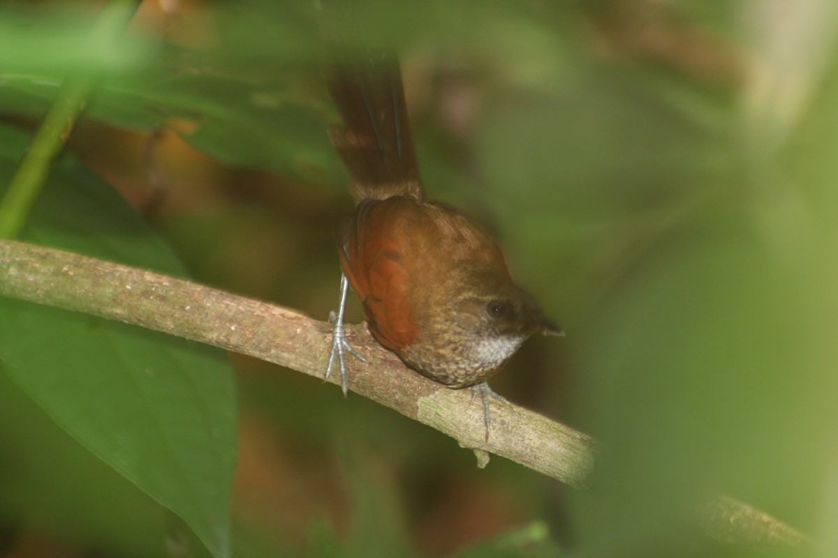 Stripe-breasted Spinetail - ML644662012