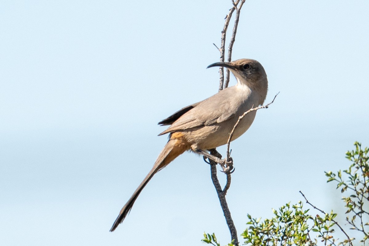 LeConte's Thrasher - ML644662016