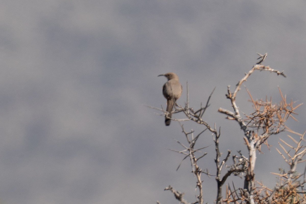 LeConte's Thrasher - ML644662017