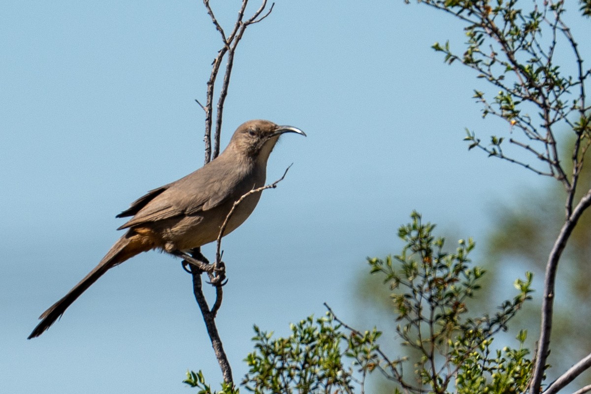 LeConte's Thrasher - ML644662018