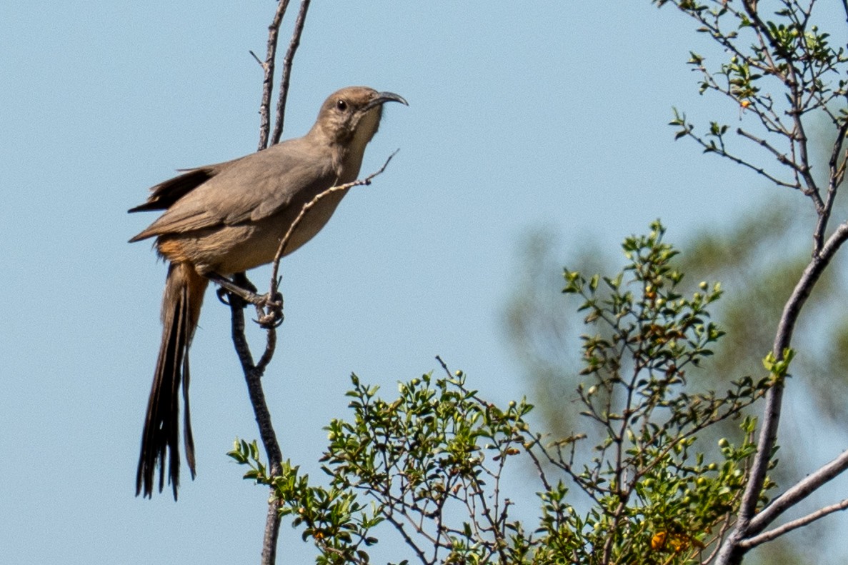 LeConte's Thrasher - ML644662019