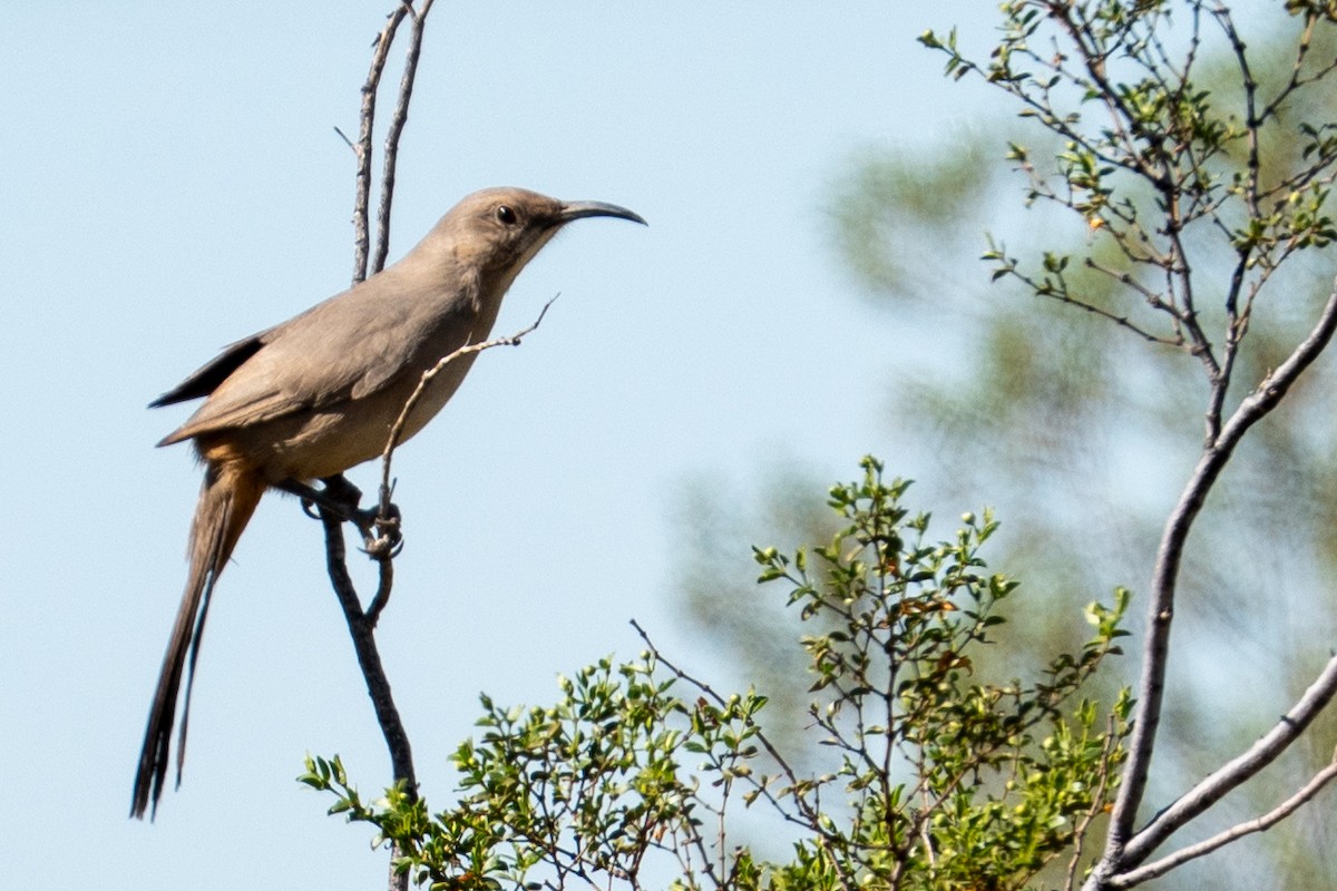 LeConte's Thrasher - ML644662020