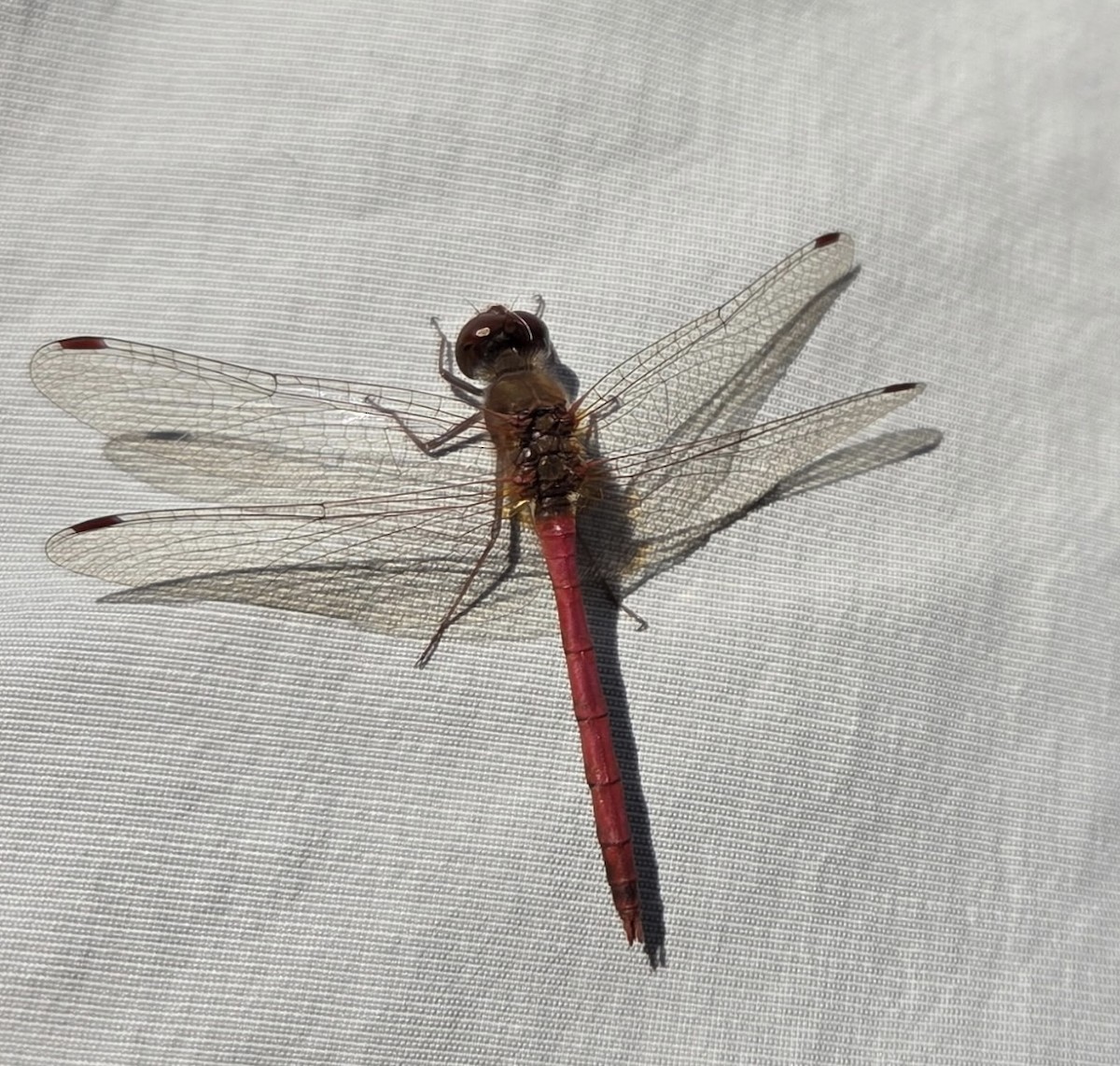 Animals - ML644662021