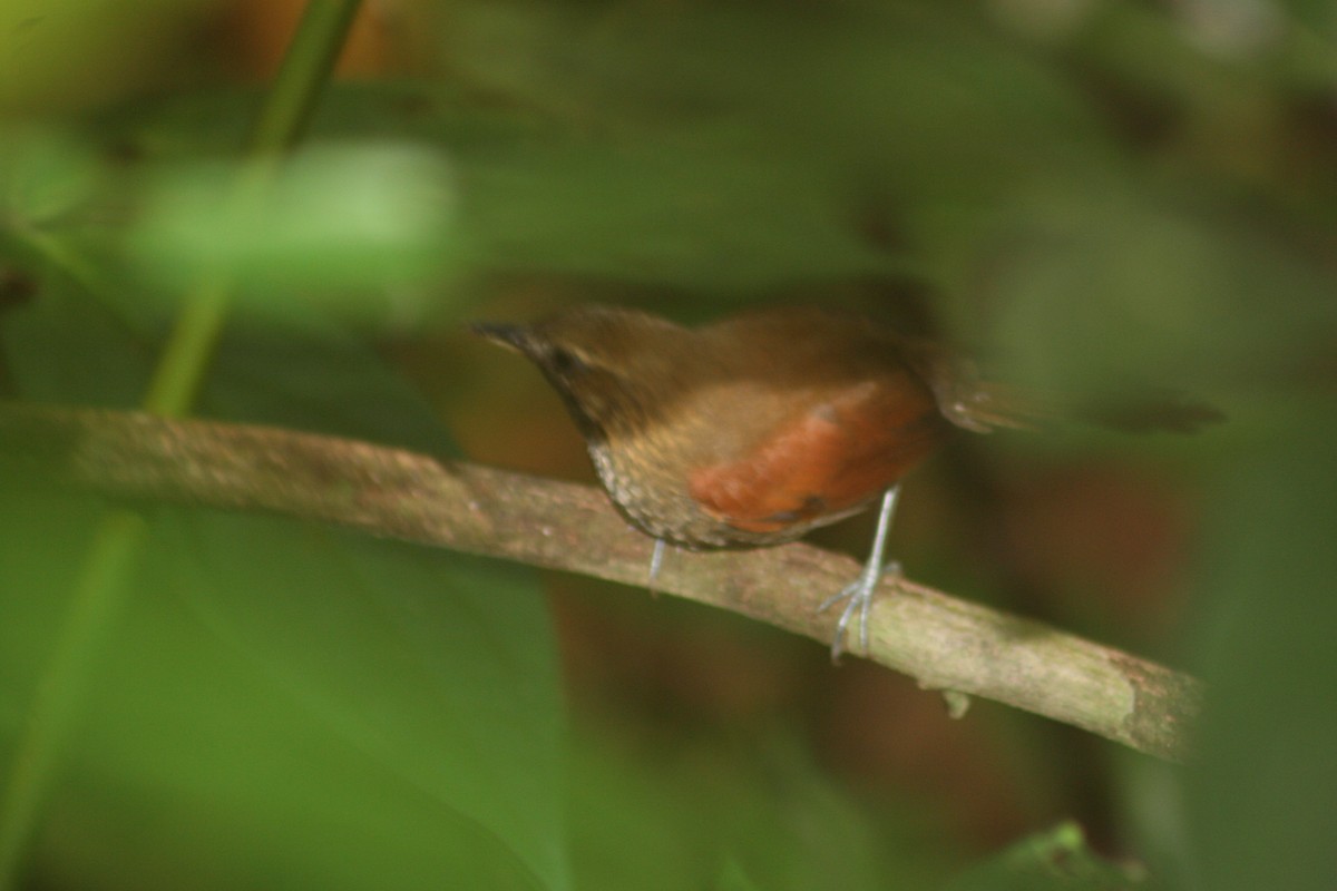 Stripe-breasted Spinetail - ML644662023