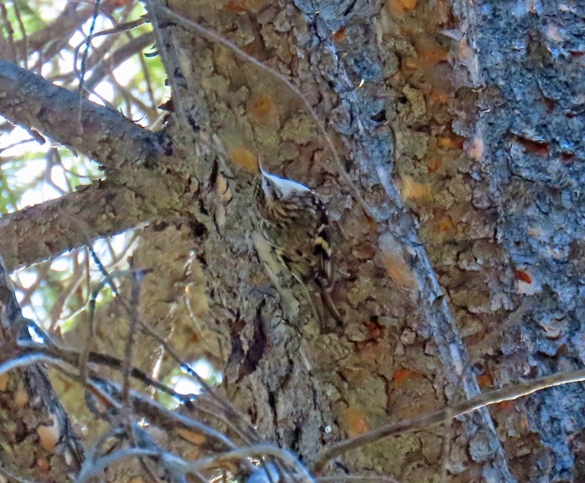 Brown Creeper - ML644662038