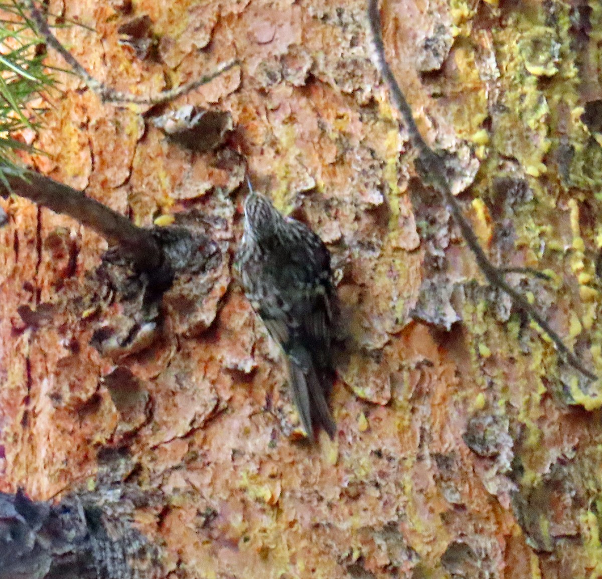 Brown Creeper - ML644662040