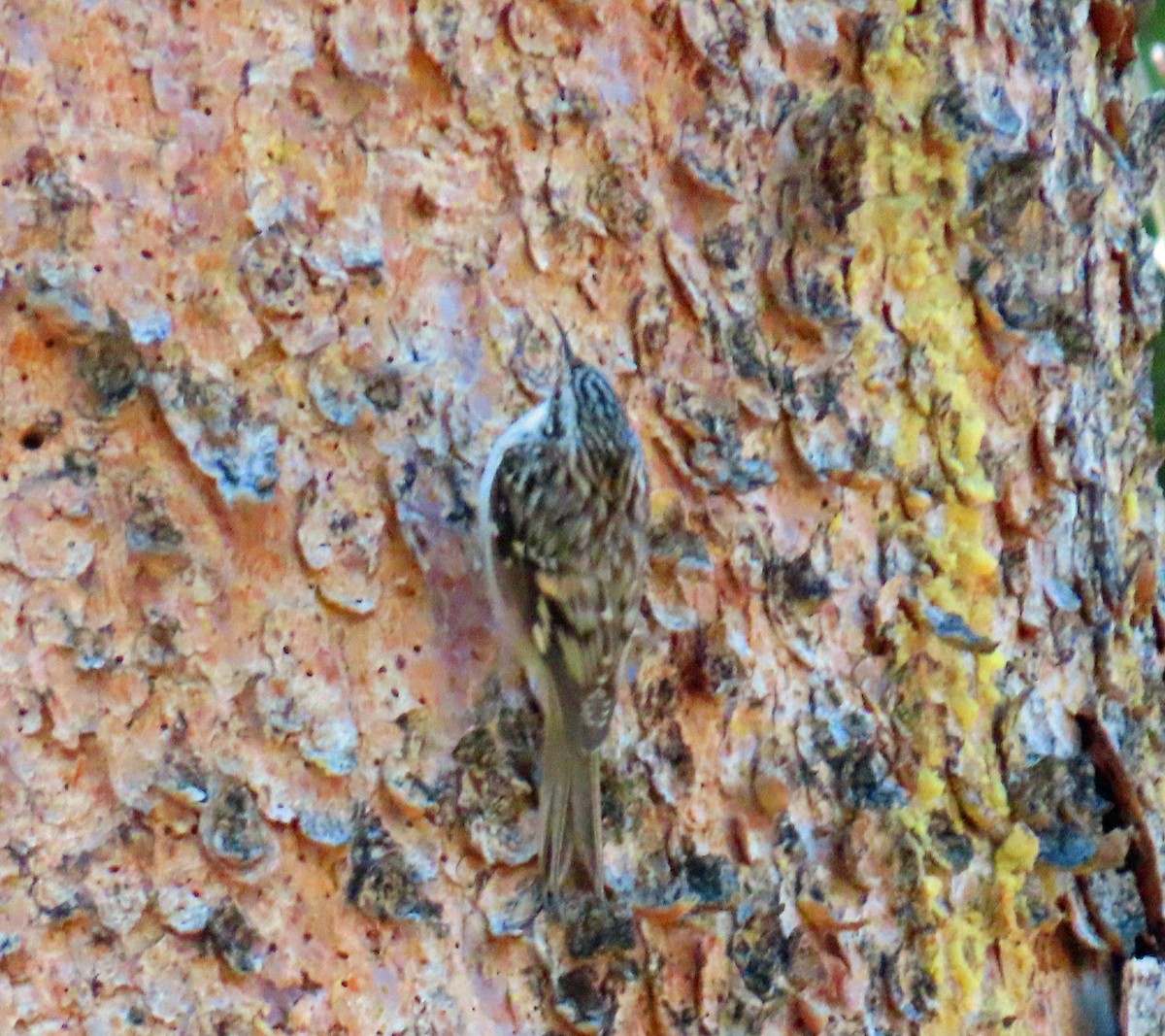 Brown Creeper - ML644662041