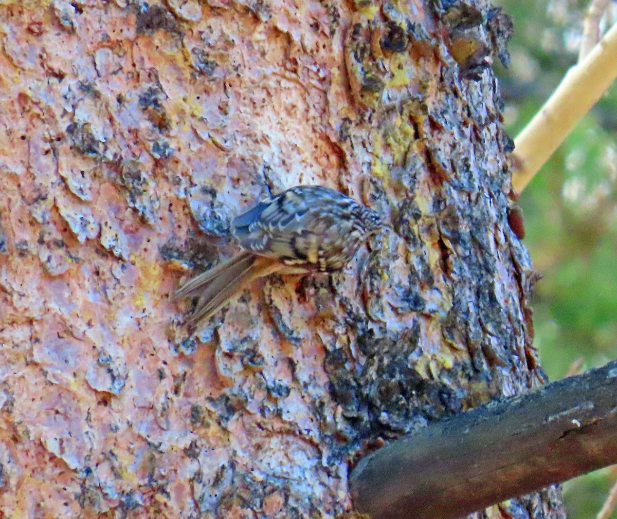 Brown Creeper - ML644662043