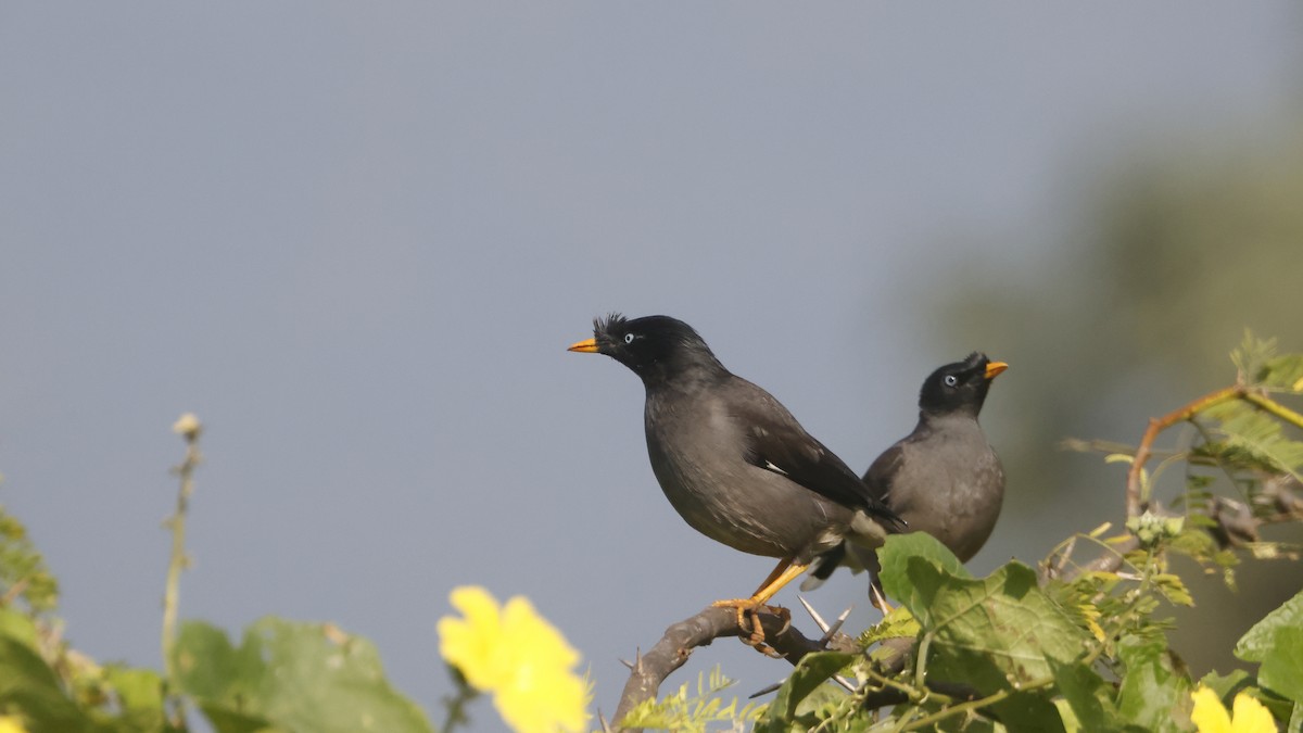 Jungle Myna - ML644662057