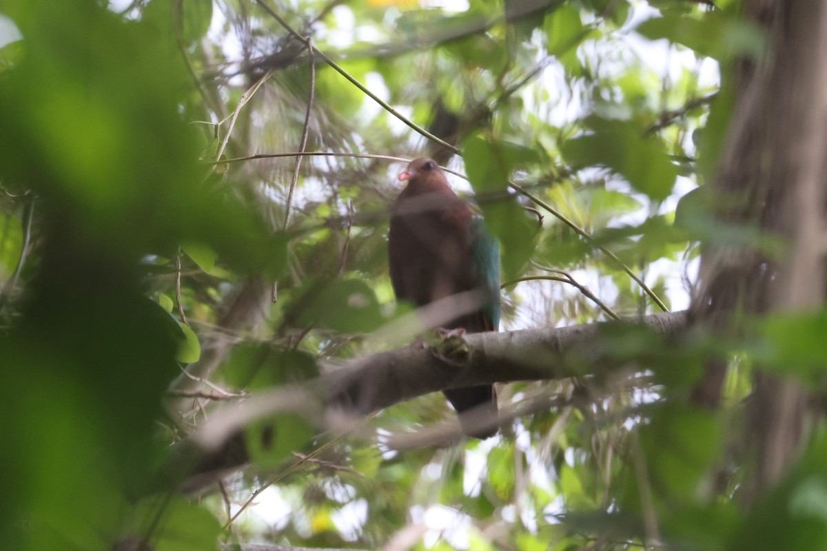 キンバト - ML644662071