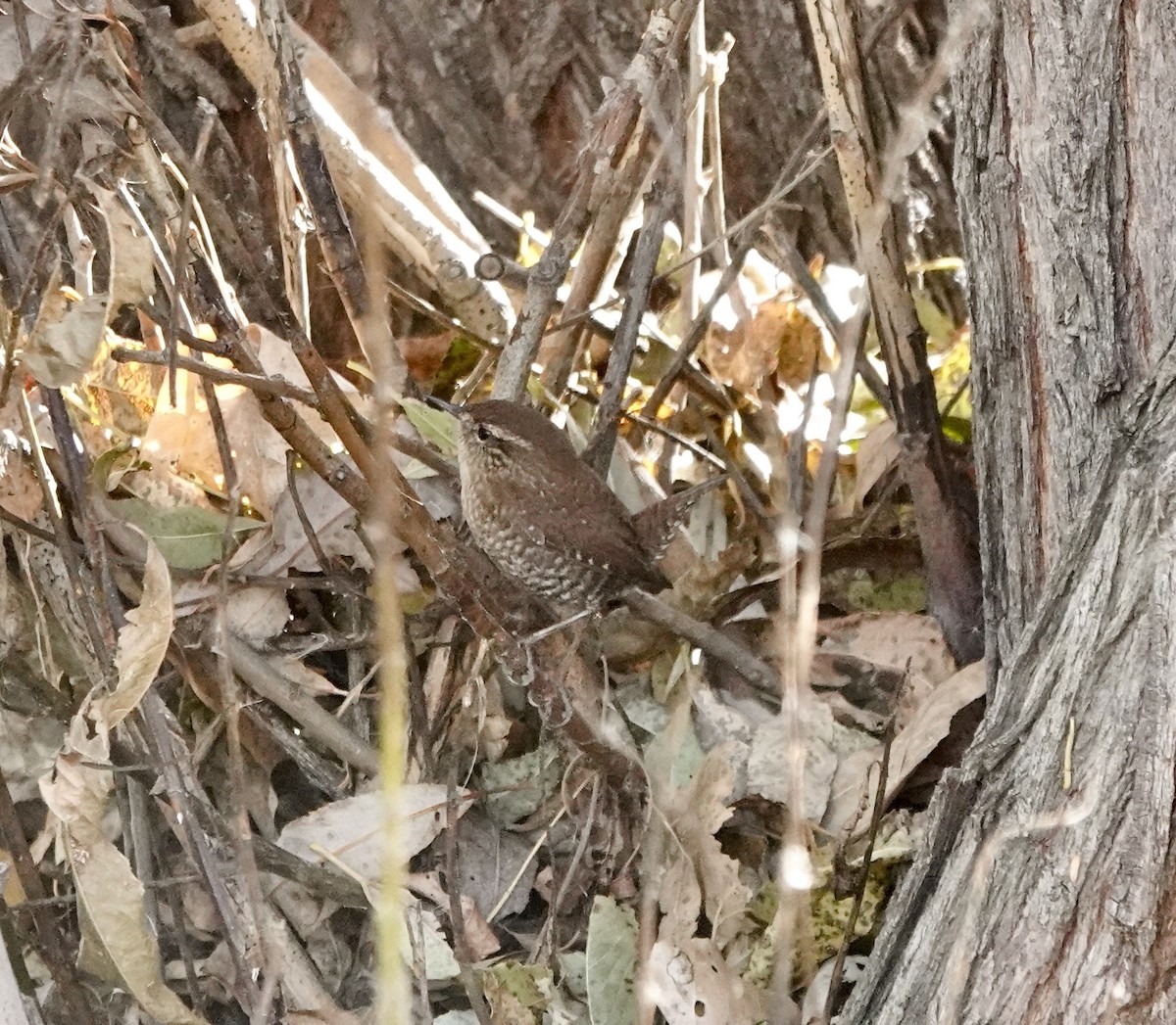 フユミソサザイ - ML644662074