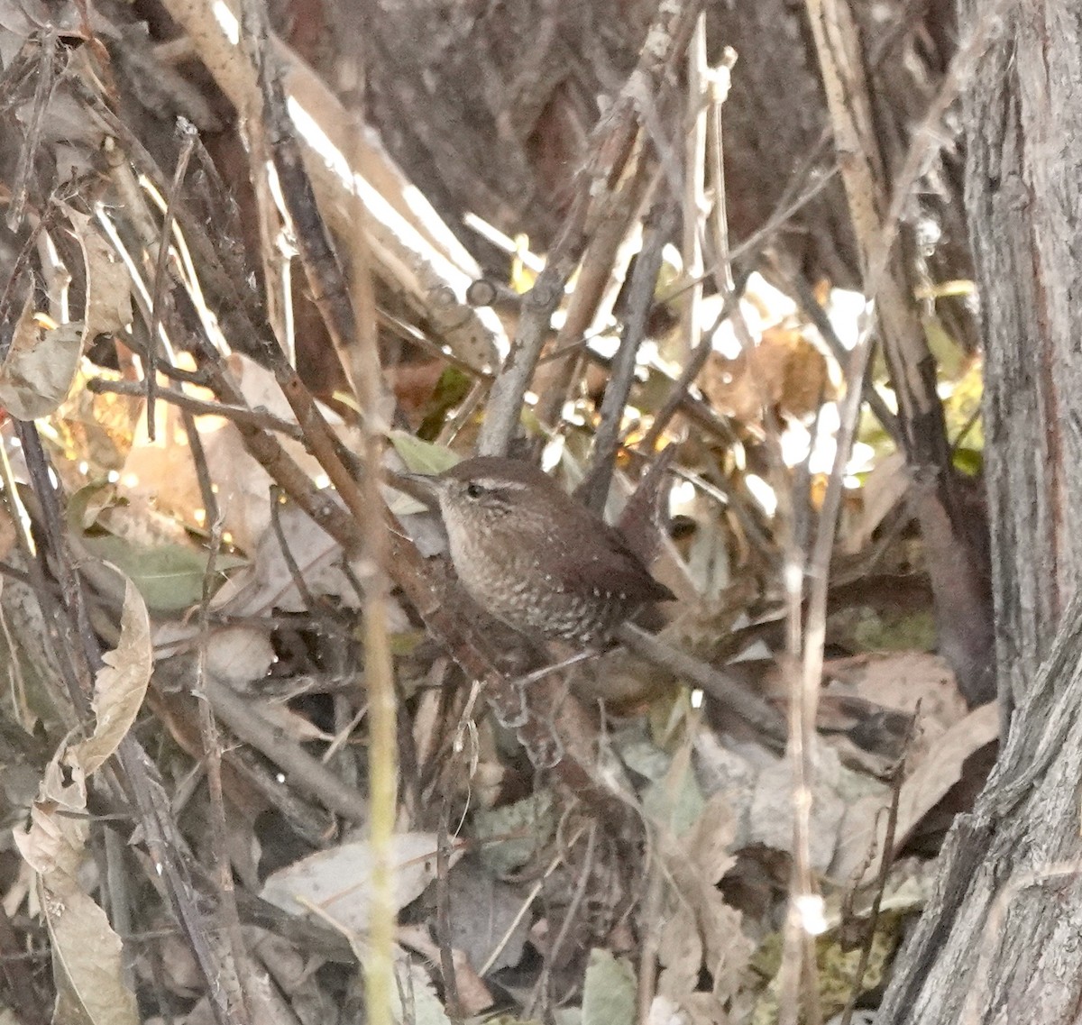 フユミソサザイ - ML644662076