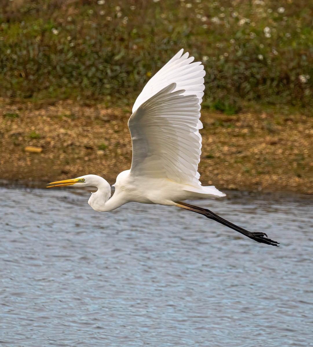 Great Egret - ML644662078