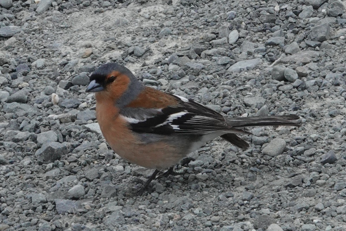 Дуулгат бужирга - ML644662079