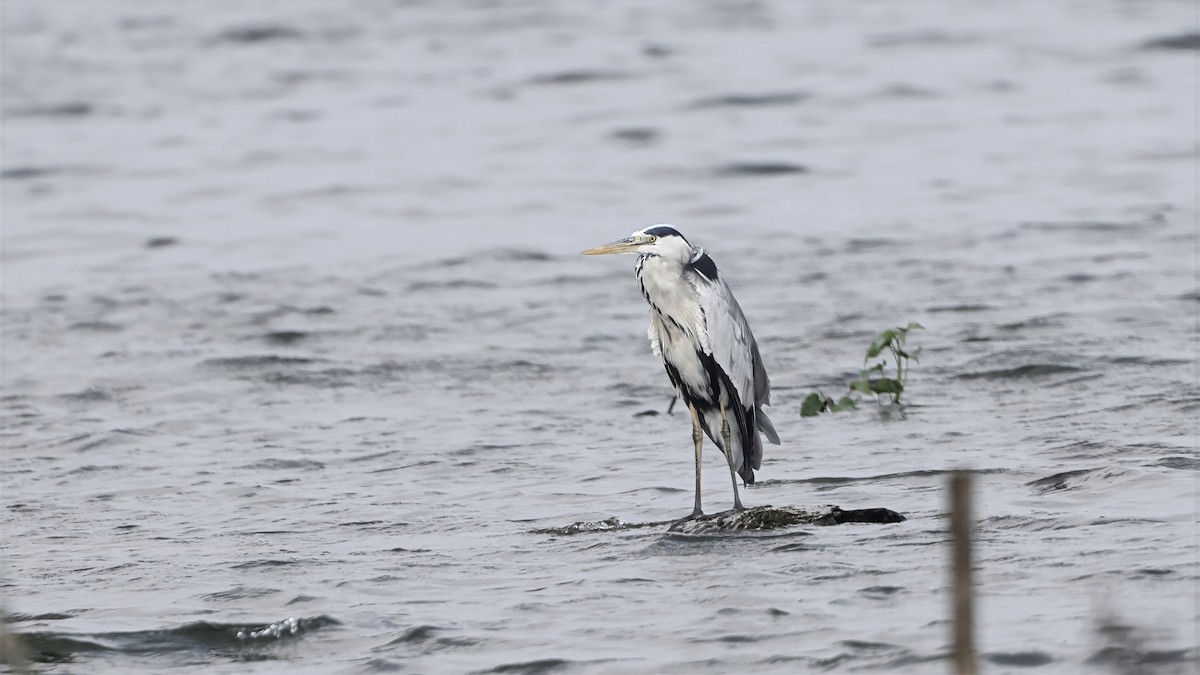 Airone cenerino - ML644662080