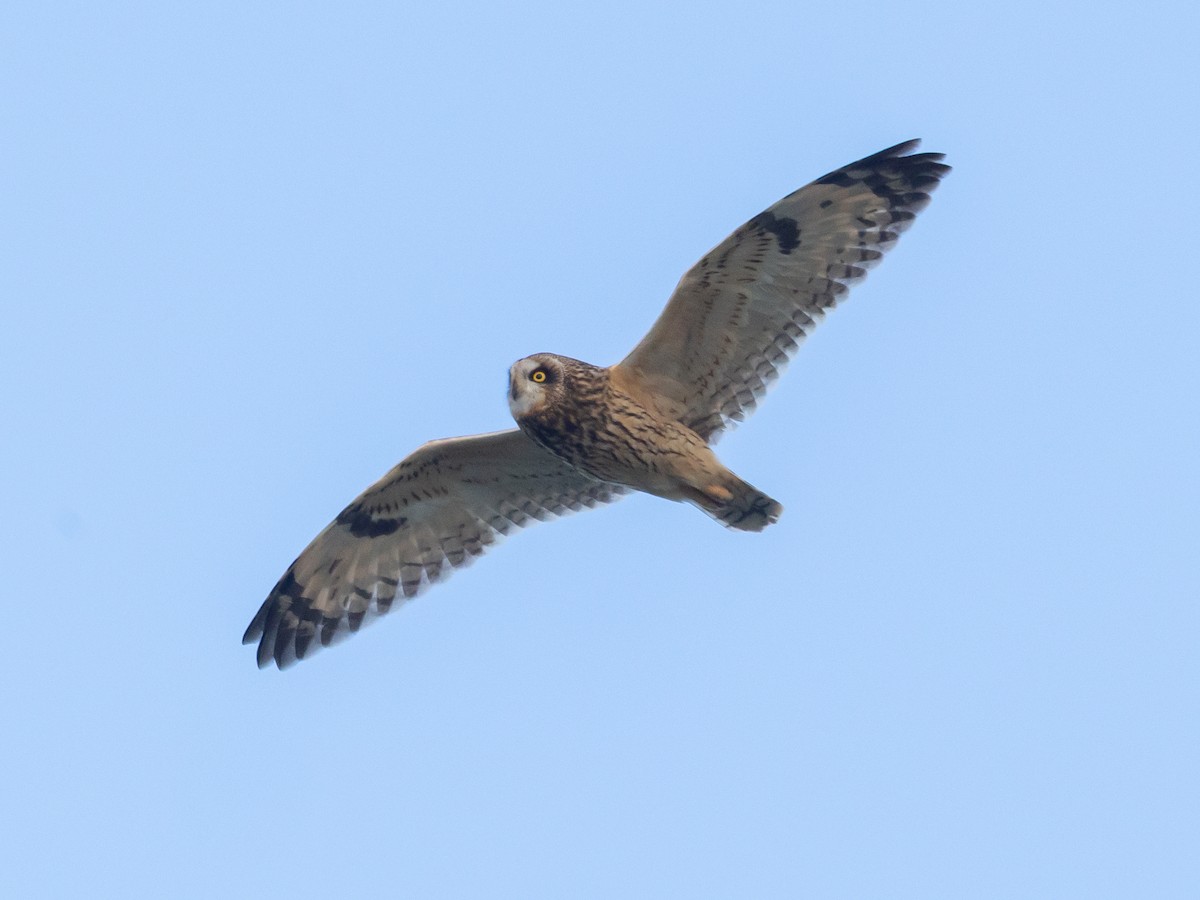 ינשוף שדות - ML644662082